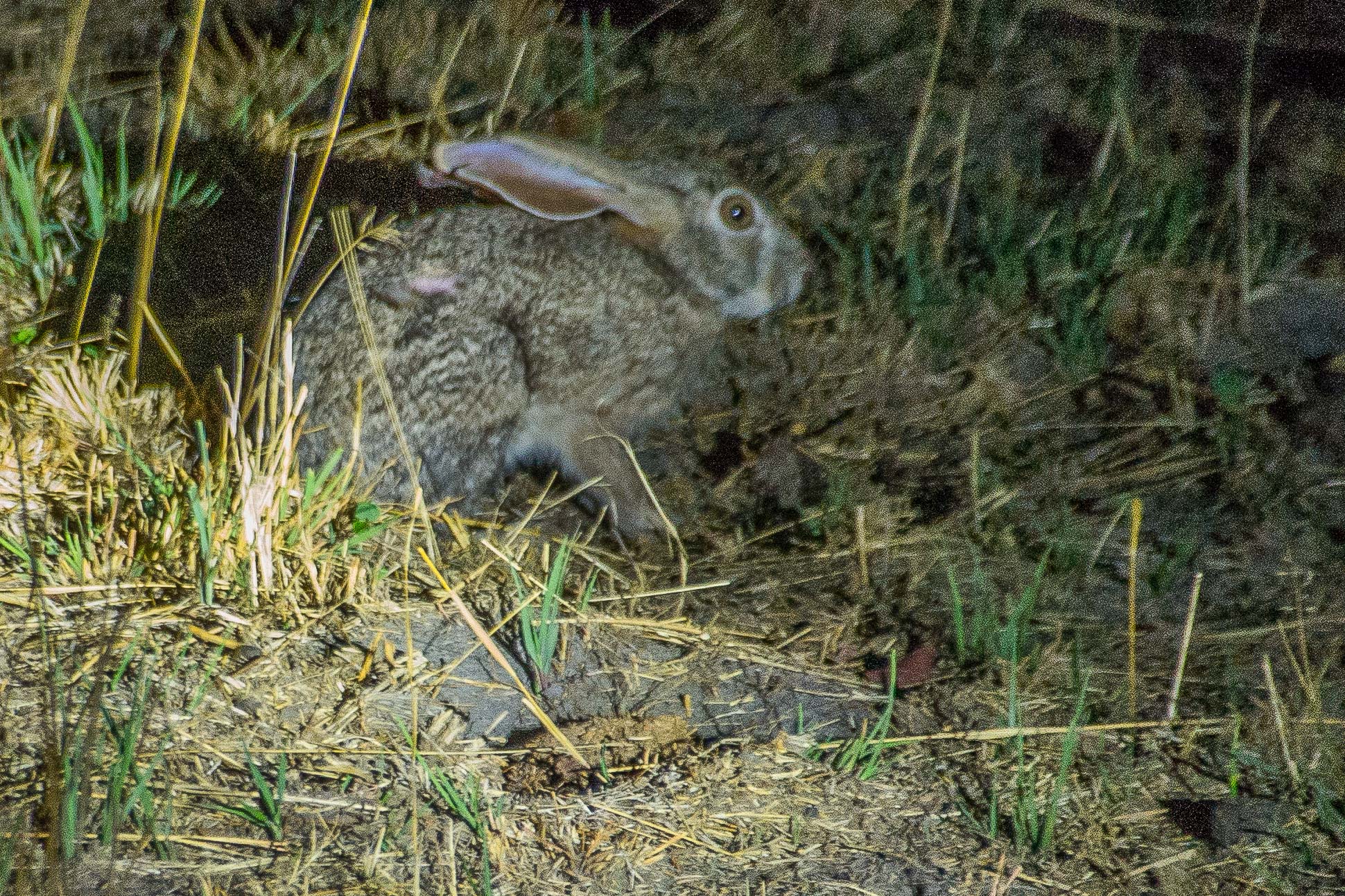 Lièvre du Cap, ou à oreilles de lapin (Cape hare, Lepus capensis), adulte vu la nuit dans la lumière d'un projecteur, Kwando reserve, Delta de l'Okavango, Botswana.